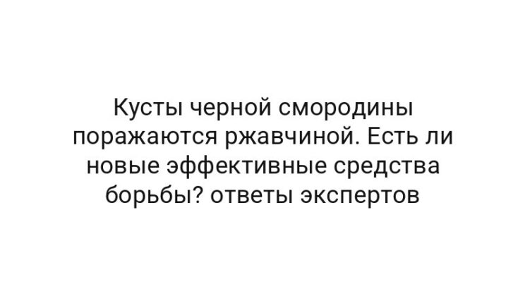 Кусты черной смородины поражаются ржавчиной. Есть ли новые эффективные средства борьбы? ответы экспертов