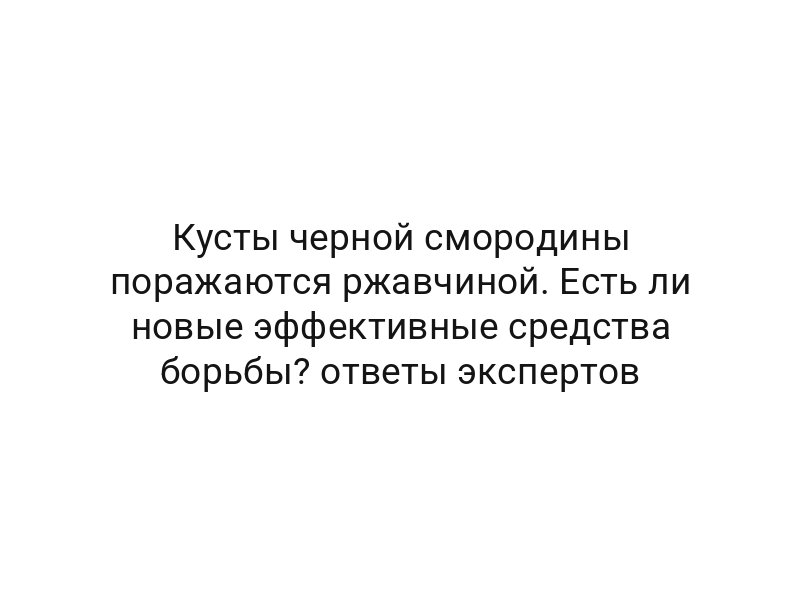 Кусты черной смородины поражаются ржавчиной. Есть ли новые эффективные средства борьбы? ответы экспертов